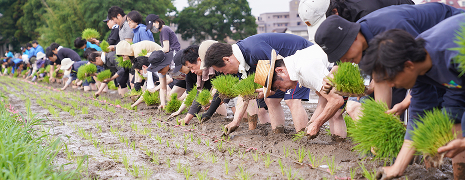田植えをする社員