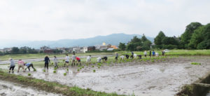 田植え